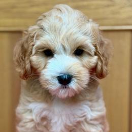 Cora - Apricot female Australian Labradoodle puppy in Mount Gilead, North Carolina from Tillery Labradoodles