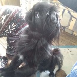 Pekingese from Flatnose Farm