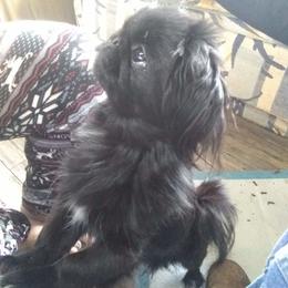 Pekingese from Flatnose Farm