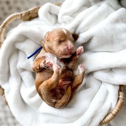 Mister Fantastic - Red  male Goldendoodle puppy in Springville, Utah from Happy Doodle