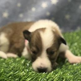 Shay - female Scottish Collie puppy in Newcastle, Wyoming from Wykota 7K Scottish Collies