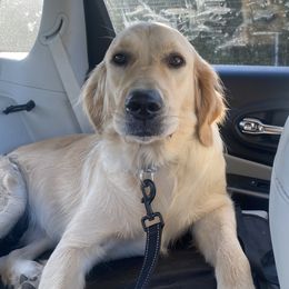 Molly - Golden Retriever