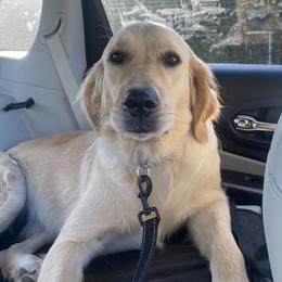 Molly - Golden Retriever