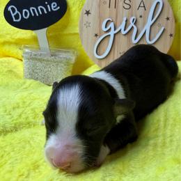 Bonnie - Black tri-color female Australian Shepherd puppy in Shepherdsville, Kentucky from Annie's Aussies