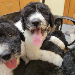 Goldendoodles, Labradoodles, and Poodles from Pee Dee Poodles & Doodles