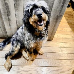 Cinder - Bernedoodle