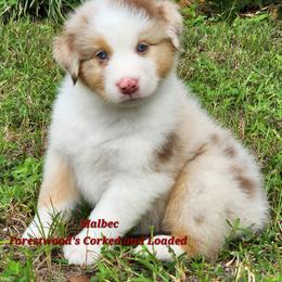 Malbec - Red merle male Australian Shepherd puppy in Lakeland, Florida from Forestwood Australian Shepherds
