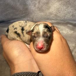 4 - Blue Merle Female - Blue merle female Miniature Australian Shepherd puppy in Peoria, Arizona from B My Sunshines Mini Aussies