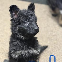 2nd Pick- black and tan male - Black and tan male German Shepherd puppy in Berlin, Wisconsin from Gypsy Miracle Kennels