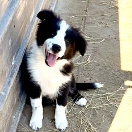 Boy 3 - Black male Border Collie puppy in Farmersville, Texas from Omegamtn Border Collies