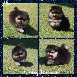 Maserati - Black and tan male Pomeranian puppy in Anna, Texas from Fantasy Pomeranians & Fantasy Aussies