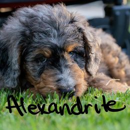 Bernedoodle, Goldendoodle, and Poodle Puppies from Poodles and Doodles By Grace