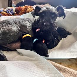 Miniature Schnauzer Puppies from Chantel's Miniature Schnauzers