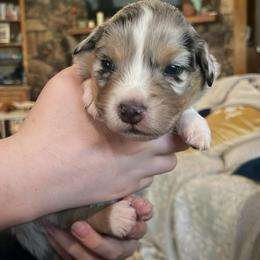 Everest - Blue merle male Australian Shepherd puppy in Trail, Oregon from Stapp's Australian Shepherds