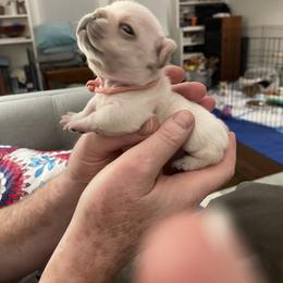 French Bulldog Puppies from JoJo French Bulldogs