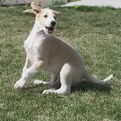 Borzoi Puppies from Radost Borzoi
