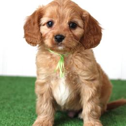 Basil - Red male Cavapoo puppy in Springtown, Texas from North Texas Puppies