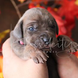 Misty - Blue female Great Dane puppy in Denison, Texas from Hundeity Great Danes