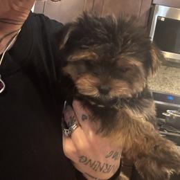 Doll face - Black and gold female Yorkshire Terrier puppy in Riverside, California from Playful Puppies