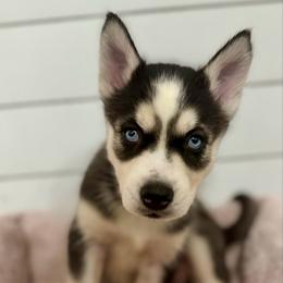 Gumdrop - Black and white female Siberian Husky puppy in Tiverton, Rhode Island from Mount Hope Siberians