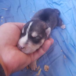 Heartly - Gray and white male Siberian Husky puppy in Mccool Junction, Nebraska from Sininger Lagoon