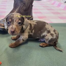 Dkr boy - Dapple male Dachshund puppy in Cedar City, Utah from Country Doxies