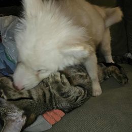 Siberian Husky Puppies from Jackson's Siberians