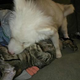 Siberian Husky Puppies from Jackson's Siberians