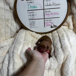 Drake - orange collar - Yellow male Labrador Retriever puppy in Troy, South Carolina from Wicked Flyer Retrievers