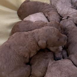 Goldendoodles from Lucky7Ace