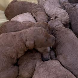 Goldendoodles from Lucky7Ace