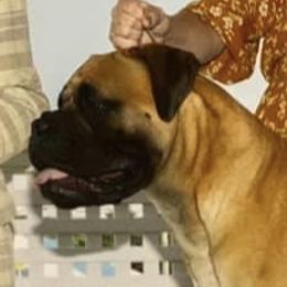 Rousey  - Bullmastiff