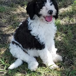 Old English Sheepdog and Sheepadoodle Puppies from Dallas Doodle Ranch