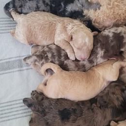 Goldendoodles from 3Dawn Doods