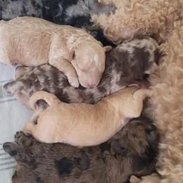 Goldendoodles from 3Dawn Doods