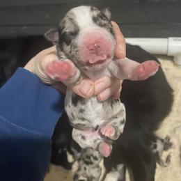 Girl 1 - female Australian Shepherd puppy in Wisconsin Dells, Wisconsin from Nicara kennel