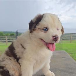 Red Merle Female - Red merle female Australian Shepherd puppy in Crossville, Alabama from Bluff View Aussies