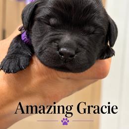 Gracie - Black female Labrador Retriever puppy in Baldwin City, Kansas from Hedge Lane Labradors