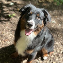 Roach - Miniature American Shepherd