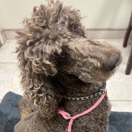 Layla - Poodle