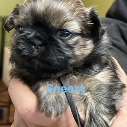 Sneezy - Chocolate and tan female Shih Tzu puppy in Bloomfield, Indiana from Meihem Pups