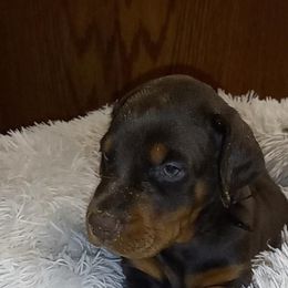 Doberman Pinscher Puppies from Stand Alone European Dobermans