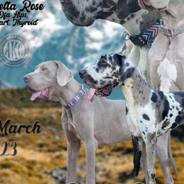 Great Danes from California Delta Danes