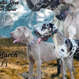 Great Danes from California Delta Danes