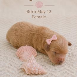 Nemo - Apricot female Goldendoodle puppy in Port Saint Lucie, Florida from Coastal Crown Doodles