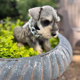 Stone - Salt and pepper male Miniature Schnauzer puppy in Taylorsville, North Carolina from Feather & Tail Acres