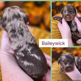 Baileywick - Merle male Goldendoodle puppy in Decatur, Tennessee from Diamond's Doodles