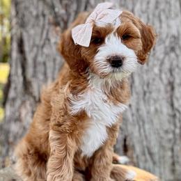 MeeMaw - Red  female Goldendoodle puppy in Murfreesboro, Tennessee from Cherry Lane Farm Doodles