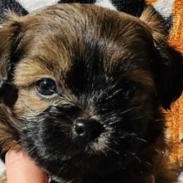 Shih Tzus from Adam Eve Pups CT