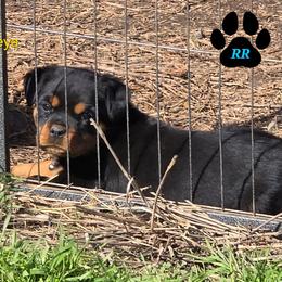 Freya - Black and mahogany female Rottweiler puppy in Tangent, Oregon from Raya's Royals